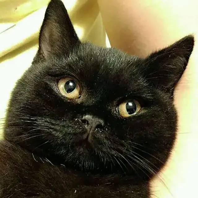 英国短毛猫15种颜色大集合