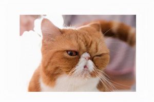 常见的短鼻猫有哪些品种？如何照料短鼻猫？短鼻猫的日常养护知识