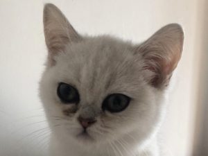 猫咪分泌的红色眼屎是怎么回事？