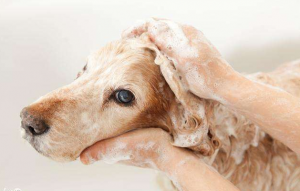 狗狗耳螨很严重？究竟怎么样正确清洁狗狗的耳朵和治理耳螨呢？牢记这5个小步骤