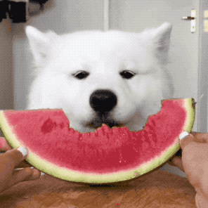 狗狗可以吃橘子吗？狗狗可以吃什么水果呢？