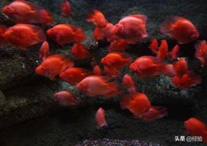 鹦鹉鱼的繁殖方法是什么？鹦鹉鱼的繁殖环境是怎样的