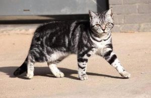 虎斑猫和美短的区别是什么？肉眼可见的区别差异