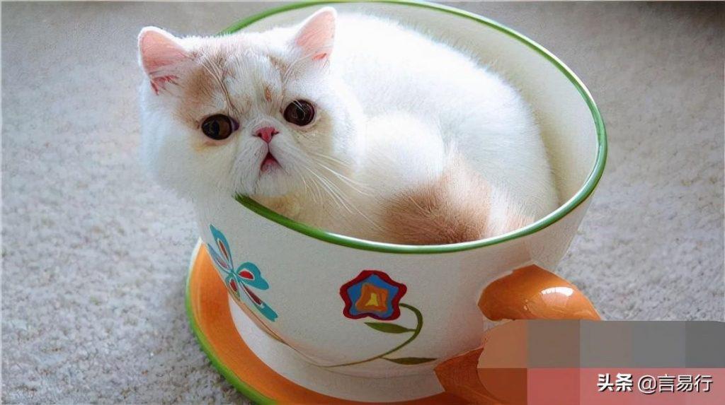 茶杯猫有多可爱？茶杯猫多少钱一只？