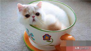 茶杯猫多少钱一只？茶杯猫可以活多久？