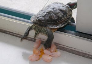 有人吃过乌龟蛋吗？网友分享：单身乌龟下蛋了，煎来吃随后直接摇头