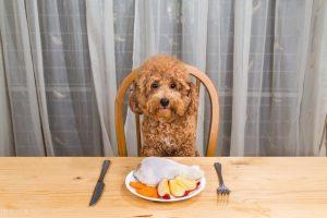 贵宾犬一天喂多少狗粮？附狗粮喂食标准