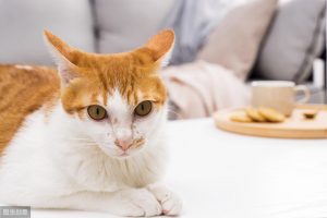 为什么猫咪在发情期间喜欢到处乱尿，并且气味比平时的尿液难闻？关于猫咪的性嗅反射