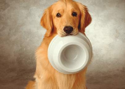 金毛犬除了狗粮,还能吃这7种食物(金毛犬除了狗粮,还能吃这7种食物是什么原因) 金毛犬除了狗粮,还能吃这7种食物(金毛犬除了狗粮,还能吃这7种食物是什么原因)