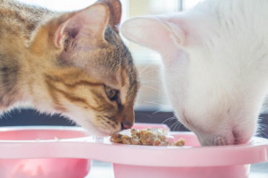 为什么猫咪食欲变差了？有什么办法增加猫咪的食欲？