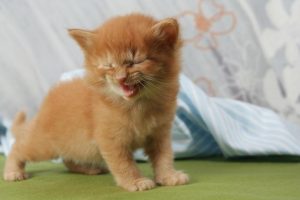 小猫何时开始拉屎？如何训练小猫使用猫砂盆？
