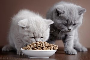 0~6个月的幼猫怎么喂养？怎么照顾幼猫？