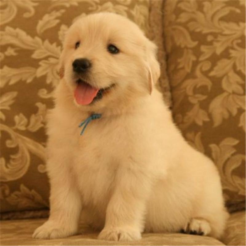 金毛价格是多少？金毛犬的价格根据什么而决定？