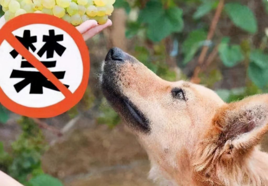 狗狗不能水果食物有哪些？绝对不能吃