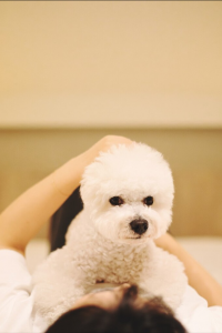 比熊犬好养吗？比熊犬的优点多吗？