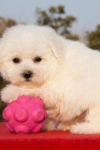 比熊犬价格表（比熊犬选购建议）