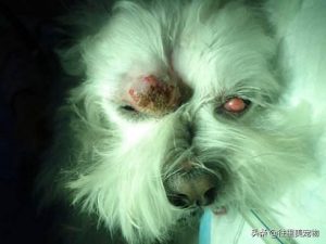 什么是宠物的第三眼睑？宠物狗猫增生的第三眼睑该怎样去诊治？宠物第三眼睑相关病症的治疗