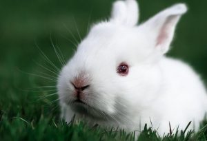 安能辨我是雌雄，兔子如何分辨公母？兔子的分辨法