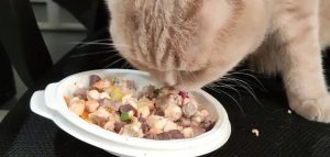 猫咪能吃的5种肉和不能吃的3种肉都分别是什么？