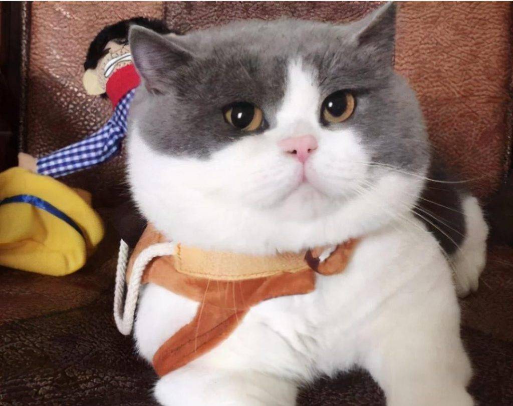 第一次养猫养什么品种好?第一次养猫就“首选”这7种品种,养了绝不后悔! 第一次养猫养什么品种好?第一次养猫就“首选”这7种品种,养了绝不后悔!