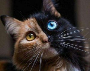 “异瞳”猫咪是有先天性疾病？跟其他猫咪不一样，异瞳猫的“危害”