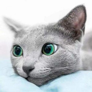 怎么区分英短，俄蓝和沙特尔猫？它们有什么不同？3种蓝猫的区别