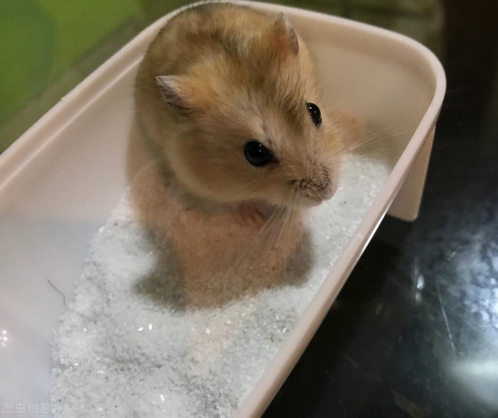 仓鼠怎么洗澡？它洗澡的方式特殊，好像在做游戏