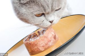 为什么猫咪不进食？猫咪不进食的原因有哪些？猫咪不吃东西的十大原因