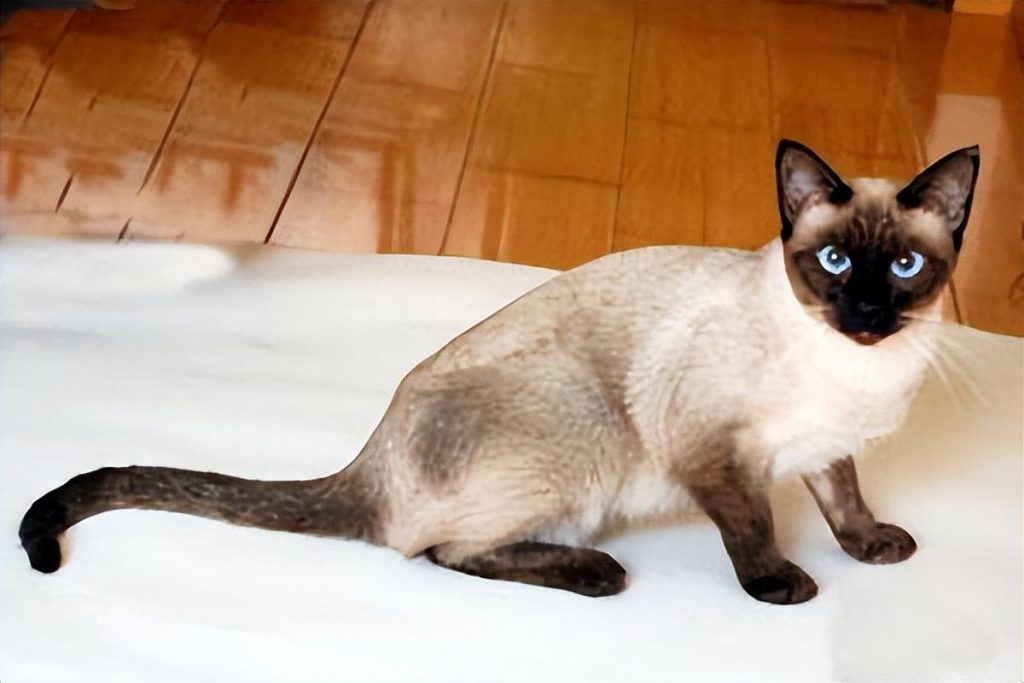 暹罗猫，外号“挖煤猫”，为什么毛发会随着温度变化呢？