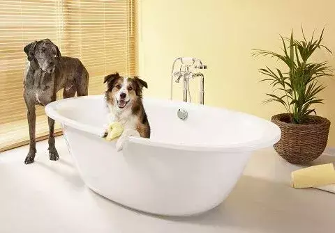 狗狗多久洗一次澡最合适？一般一个星期洗一次澡