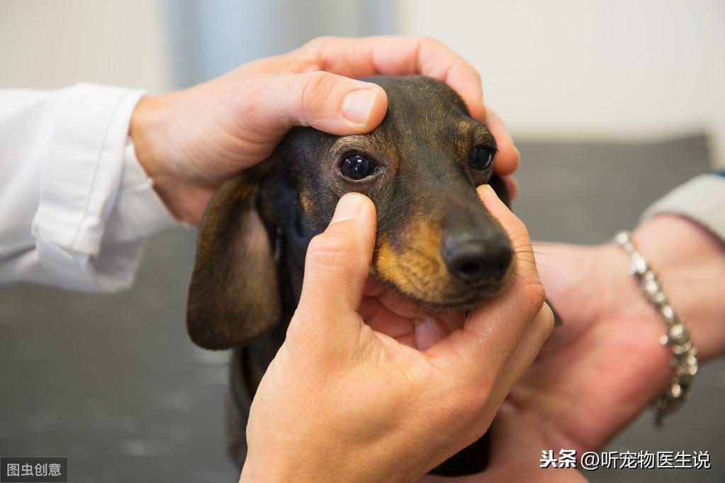 宠物医生：和宠物主人聊一聊犬瘟这种传染病，分享一些治疗药物