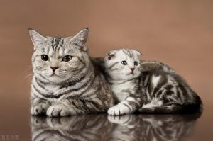 猫在生产前期的状态是怎样的？猫多久生小猫？