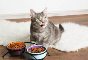 什么食物对猫咪来说是人间美味？猫咪喜欢吃什么东西？