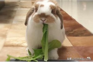 兔子吃什么？兔子的食物有什么？