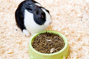 怎么知道兔子是否患有球虫病？如何帮助兔子去除球虫经验分享