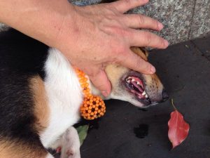 柯基犬一般寿命有多长？柯基犬进入老年期的时候，有什么样的征兆呢？