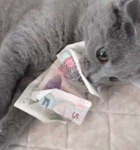 英短蓝猫的缺点有什么？