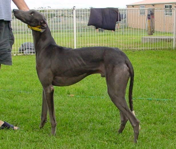 这12种著名的大型犬,知道5个以上,算你厉害有你想养的吗? 这12种著名的大型犬,知道5个以上,算你厉害有你想养的吗?