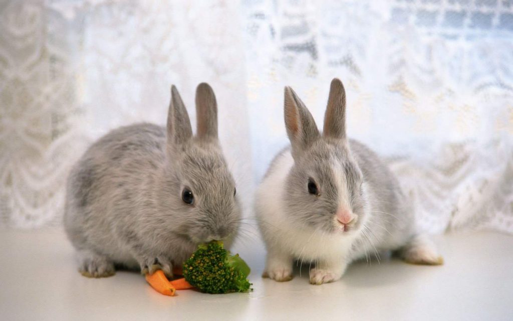 兔子如何分辨公母？断奶之后估计会更容易分清楚是公是母