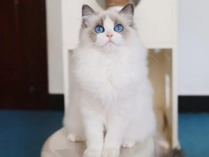 布偶猫的蓝双和海双区别图片对比