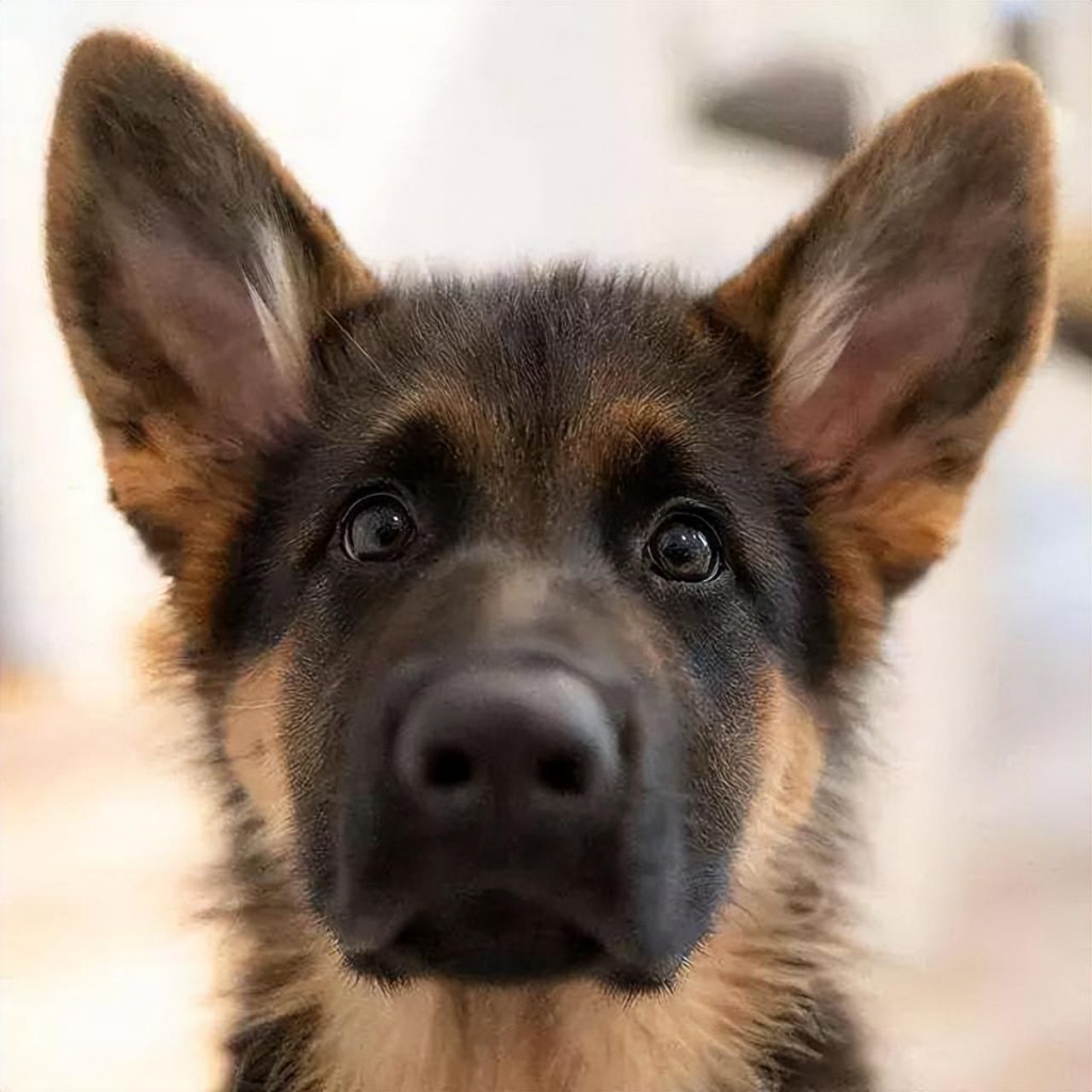 德国牧羊犬价格一路下跌，为何养它的人却少了？