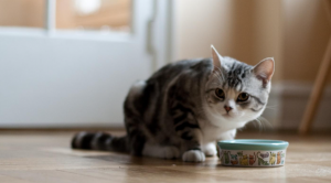 为什么猫咪食欲变差了？有什么办法增加猫咪的食欲？