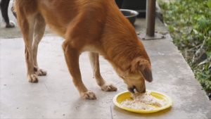 狗狗吃米饭有什么好处？有一定的营养价值（注：狗狗不能长期只吃米饭）