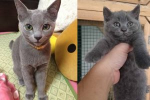 怎么区分英短，俄蓝和沙特尔猫？它们有什么不同？3种蓝猫的区别