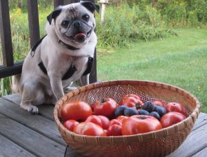 狗狗能吃西红柿吗？番茄酱能给狗吃吗？
