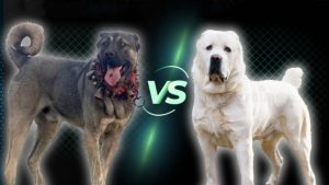 坎高犬vs中亚牧羊犬，谁才是大型犬种的战力天花板？坎高犬和中亚牧羊犬的对比