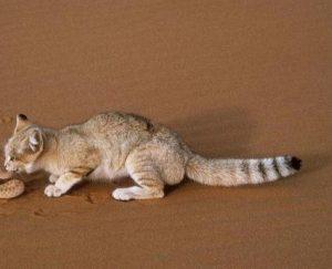 沙漠猫的介绍（沙漠猫的生存现状）