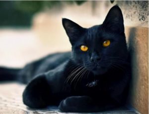 黑色的猫不要随便养吗？养黑猫要注意什么问题？养黑猫的好处
