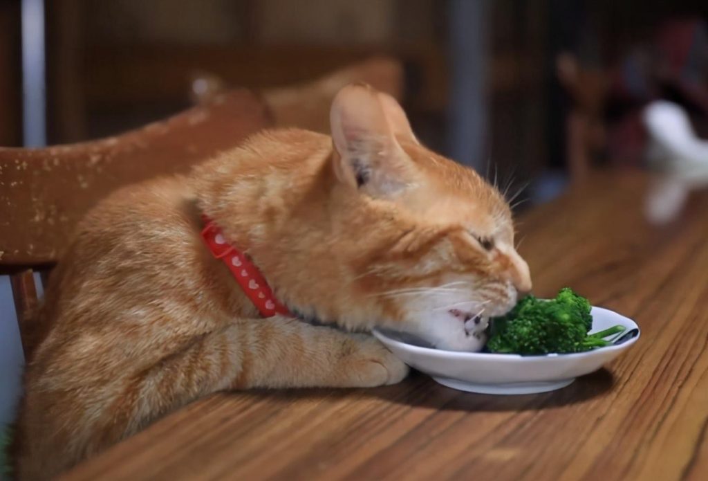 猫咪可以吃的8种蔬果，猫咪虽然爱吃肉，也要给它们喂蔬果（猫可以吃什么蔬菜吗）