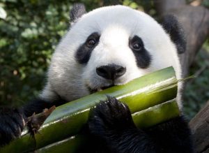大熊猫的主食是什么？大熊猫到底是一种食草动物还是食肉动物？